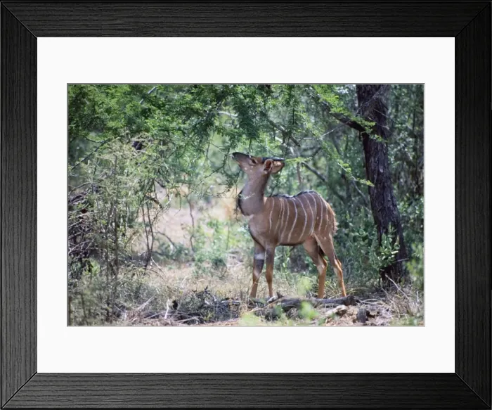 Framed Print : Young male nyala - browsing foliage in shade of tree. Endemic to lowveld of Southern Savanna, inhabiting densely wooded habitat near water. Mixed feeder, eating leaves, pods, fruits, herbs and grass Framed Print : Young male nyala - browsing foliage in shade of tree. Endemic to lowveld of Southern Savanna, inhabiting densely wooded habitat near water. Mixed feeder, eating leaves, pods, fruits, herbs and grass