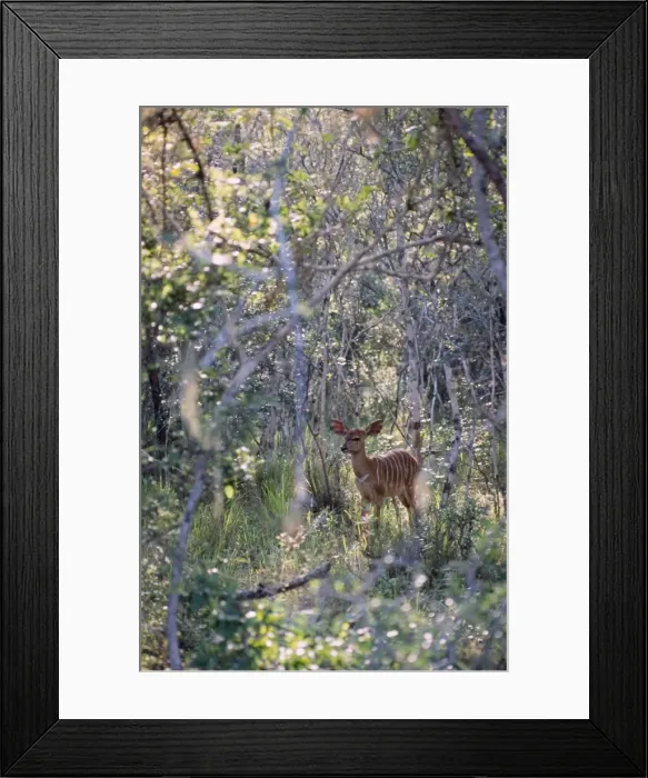 Framed Print : Myala - Female sheltering in thick bush. Endemic to lowveld of Southern Savanna, inhabiting densely wooded habitat near water. Mixed feeder, eating leaves, pods fruits, herbs and grasses. Mkuzi Game Reserve, Kwazulu-Natal, South Africa Framed Print : Myala - Female sheltering in thick bush. Endemic to lowveld of Southern Savanna, inhabiting densely wooded habitat near water. Mixed feeder, eating leaves, pods fruits, herbs and grasses. Mkuzi Game Reserve, Kwazulu-Natal, South Africa