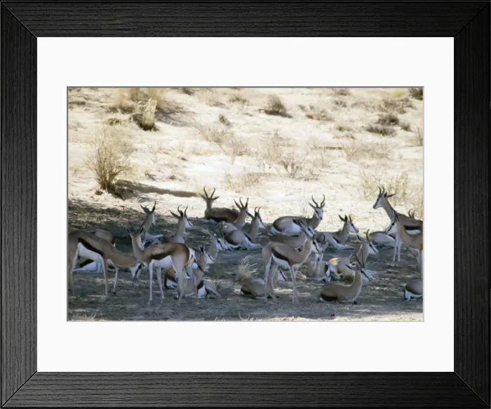 Framed Print : Herd of springbok resting in shade at midday. Wide habitat tolerance, inhabiting savanna to desert. Kgalagadi Transfrontier Park, Northern Cape, South Africa Framed Print : Herd of springbok resting in shade at midday. Wide habitat tolerance, inhabiting savanna to desert. Kgalagadi Transfrontier Park, Northern Cape, South Africa
