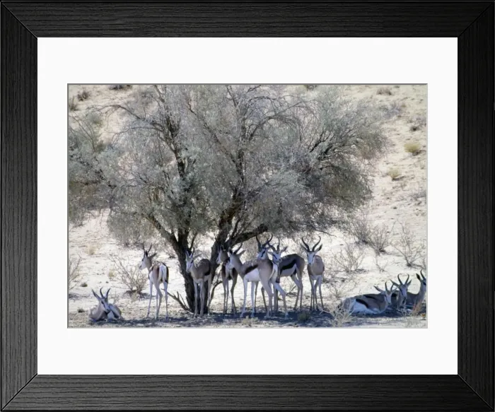 Framed Print : Herd of springbok resting in shade at midday. Wide habitat tolerance, inhabiting savanna to desert. Kgalagadi Transfrontier Park, Northern Cape, South Africa Framed Print : Herd of springbok resting in shade at midday. Wide habitat tolerance, inhabiting savanna to desert. Kgalagadi Transfrontier Park, Northern Cape, South Africa