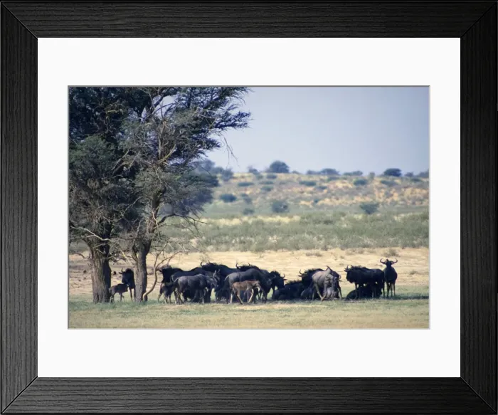 Framed Print : Blue wildebeest / Common wildebeest / Brindled Gnu / White-bearded wildebeest - herd resting in shade of camelthorn at midday. Kgalagadi Transfrontier Park, Northern Cape, South Africa Framed Print : Blue wildebeest / Common wildebeest / Brindled Gnu / White-bearded wildebeest - herd resting in shade of camelthorn at midday. Kgalagadi Transfrontier Park, Northern Cape, South Africa