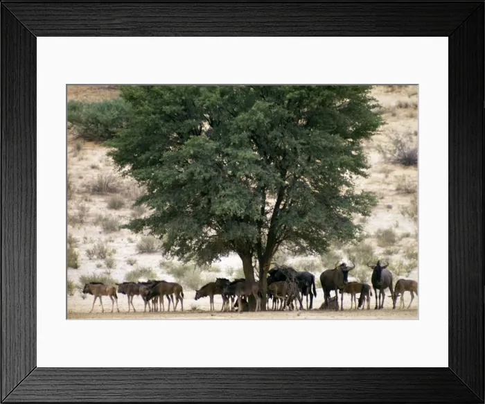Framed Print : Blue wildebeest / Common wildebeest / Brindled Gnu / White-bearded wildebeest - herd resting in shade of camelthorn at midday. Kgalagadi Transfrontier Park, Northern Cape, South Africa Framed Print : Blue wildebeest / Common wildebeest / Brindled Gnu / White-bearded wildebeest - herd resting in shade of camelthorn at midday. Kgalagadi Transfrontier Park, Northern Cape, South Africa