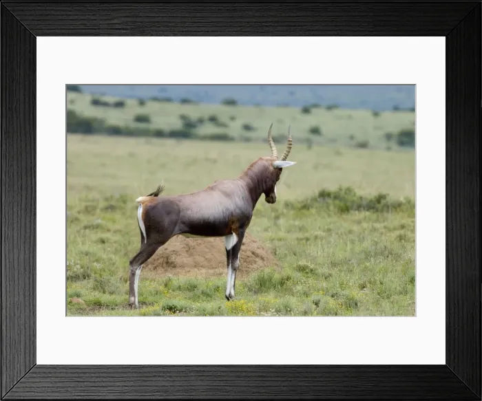 Framed Print : Blesbok - Male displaying on stamping ground. Endemic in South Africa. Inhabits fynbos and open grassland where water is available, feeding mostly on grasses. Mountain Zebra National Park, Eastern Cape, South Africa Framed Print : Blesbok - Male displaying on stamping ground. Endemic in South Africa. Inhabits fynbos and open grassland where water is available, feeding mostly on grasses. Mountain Zebra National Park, Eastern Cape, South Africa