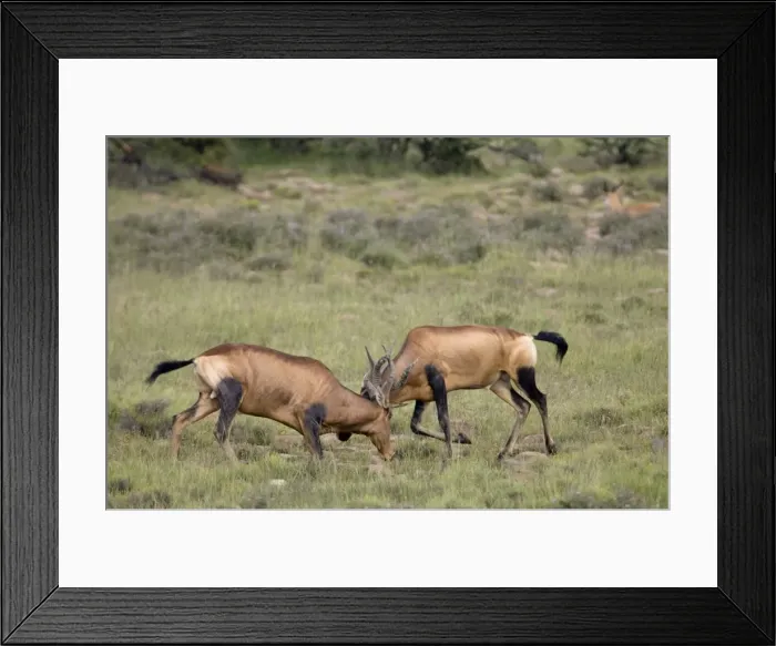 Framed Print : Red Hartebeest - Territorial fight between two bulls. Inhabits savanna and open woodland. Now restricted to arid western areas of subregion, but has been widely reintroduced within former range Framed Print : Red Hartebeest - Territorial fight between two bulls. Inhabits savanna and open woodland. Now restricted to arid western areas of subregion, but has been widely reintroduced within former range