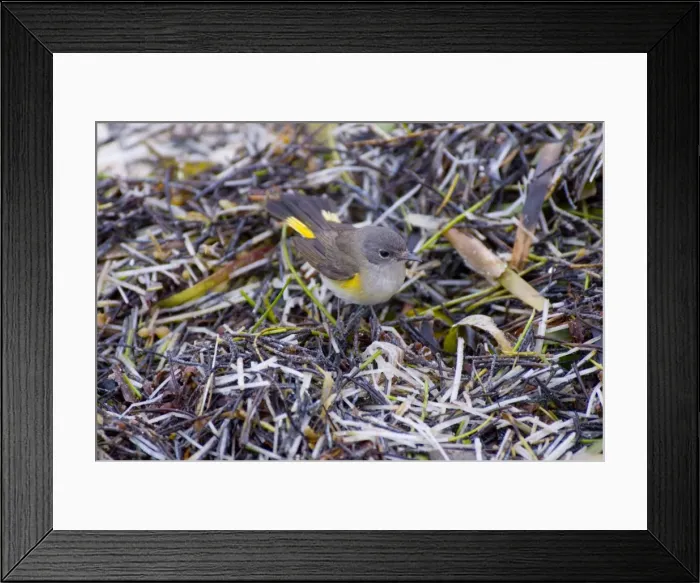 Framed Print : American Redstart male in first spring plumage pursuing insects amongst seaweed along shoreline. Characteristically fans tail and spreads wings. Widespread in Florida from August to May. Inhabits broadleaf woods, shrubs and mangroves Framed Print : American Redstart male in first spring plumage pursuing insects amongst seaweed along shoreline. Characteristically fans tail and spreads wings. Widespread in Florida from August to May. Inhabits broadleaf woods, shrubs and mangroves