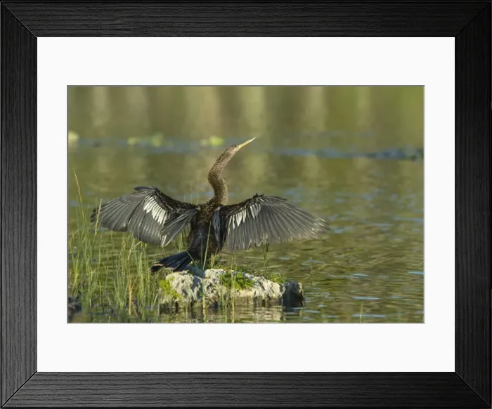 Framed Print : Anhinga female drying wings after swimming. Distinguished from male by buffy neck and breast. Prefer freshwater habitats, marshes, swamps and rivers, where they capture fish by pursuing them underwater. Resident in Florida. Weston, Florida, USA Framed Print : Anhinga female drying wings after swimming. Distinguished from male by buffy neck and breast. Prefer freshwater habitats, marshes, swamps and rivers, where they capture fish by pursuing them underwater. Resident in Florida. Weston, Florida, USA