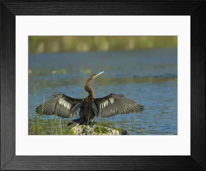 Framed Print : Anhinga female drying wings after swimming. Distinguished from male by buffy neck and breast. Prefer freshwater habitats, marshes, swamps and rivers, where they capture fish by pursuing them underwater. Resident in Florida. Weston, Florida, USA Framed Print : Anhinga female drying wings after swimming. Distinguished from male by buffy neck and breast. Prefer freshwater habitats, marshes, swamps and rivers, where they capture fish by pursuing them underwater. Resident in Florida. Weston, Florida, USA