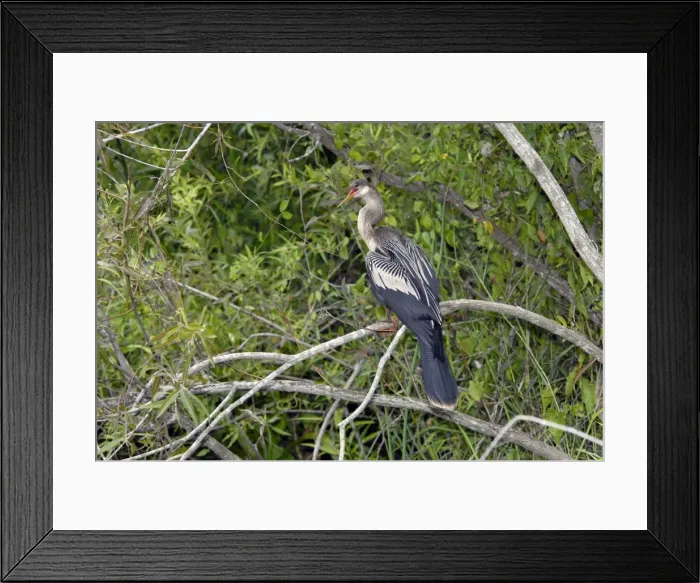 Framed Print : Anhinga female showing yellow webbed feet. Distinguished from male by buffy neck and breast. Prefer freshwater habitats, marshes, swamps and rivers, where they capture fish by pursuing them underwater. Resident in Florida Framed Print : Anhinga female showing yellow webbed feet. Distinguished from male by buffy neck and breast. Prefer freshwater habitats, marshes, swamps and rivers, where they capture fish by pursuing them underwater. Resident in Florida