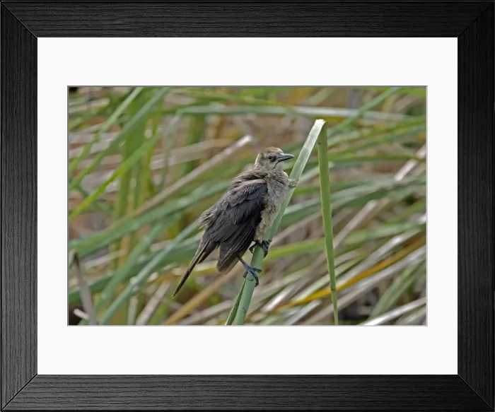 Framed Print : Boat-tailed Grackle female. Inhabits coastal saltwater marshes, inland lakes and streams, farms and towns. Occurs in Florida and along eastern seaboard. Everglades, Fort Lauderdale, Florida, USA Framed Print : Boat-tailed Grackle female. Inhabits coastal saltwater marshes, inland lakes and streams, farms and towns. Occurs in Florida and along eastern seaboard. Everglades, Fort Lauderdale, Florida, USA