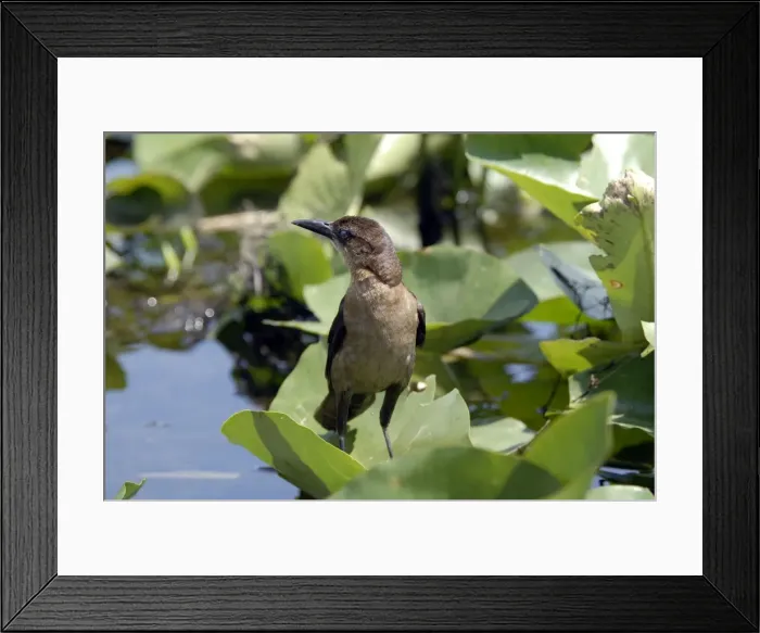 Framed Print : Boat-tailed Grackle female. Inhabits coastal saltwater marshes, inland lakes and streams, farms and towns. Occurs in Florida and along eastern seaboard. Everglades, Fort Lauderdale, Florida, USA
