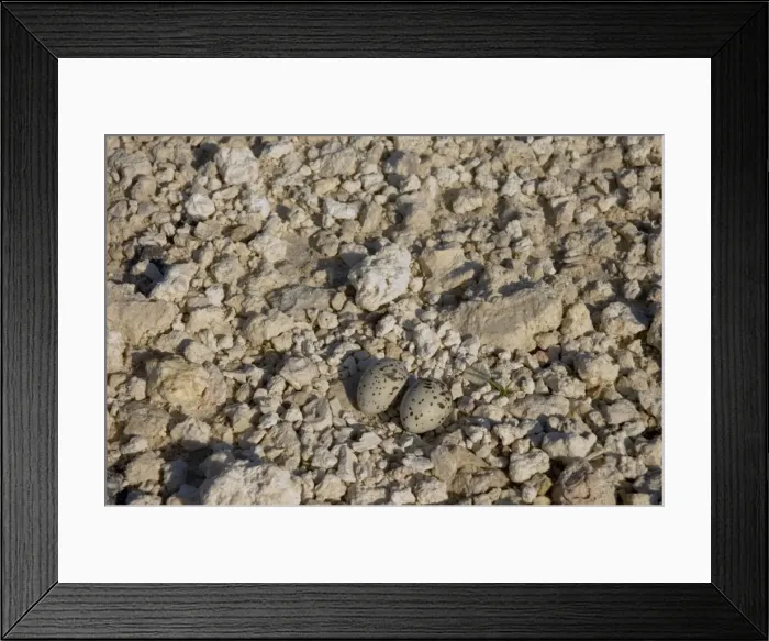 Framed Print : Least Tern nest with eggs. Smallest North American tern. Colonial nester on beaches and sandbars. Occurs along east and Gulf coasts, less commonly inland. Turkey Point, Florida, USA