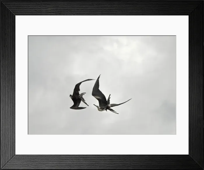 Framed Print : Magnificent Frigate Bird flying above Fort Jefferson. Casual along coast along east and west coasts of USA. Dry Tortugas National Park, Florida, USA Framed Print : Magnificent Frigate Bird flying above Fort Jefferson. Casual along coast along east and west coasts of USA. Dry Tortugas National Park, Florida, USA