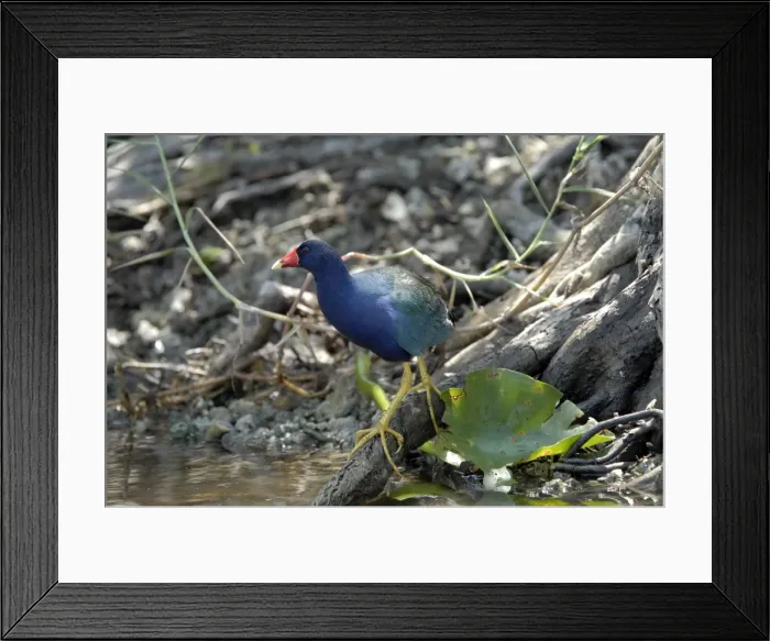 Framed Print : Purple Gallinule. Inhabits overgrown swamps, lagoons and marshes. SW and SE USA. Everglades, Florida, USA Framed Print : Purple Gallinule. Inhabits overgrown swamps, lagoons and marshes. SW and SE USA. Everglades, Florida, USA