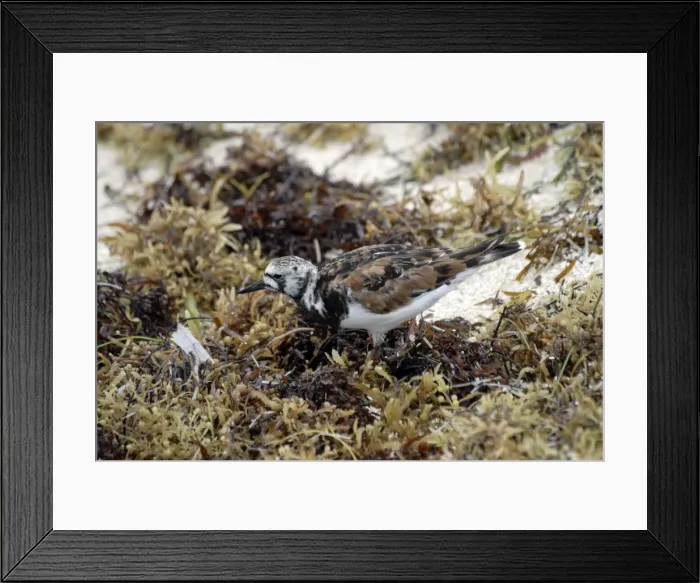 Framed Print : Ruddy Turnstone. Search for food below shells and pebbles and in seaweed stranded on shore. Nests on coastal tundra. Western and eastern seaboards, USA. Dry Tortugas, USA Framed Print : Ruddy Turnstone. Search for food below shells and pebbles and in seaweed stranded on shore. Nests on coastal tundra. Western and eastern seaboards, USA. Dry Tortugas, USA