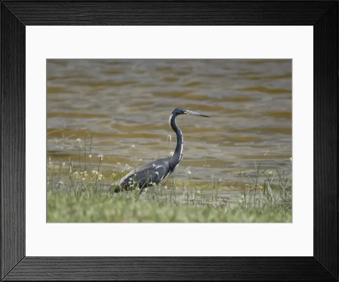 Framed Print : Tri-coloured Heron in breeding plumage. Common inhabitant of salt marshes and mangrove swamps of east and Gulf coasts of USA; rare along southern California coast; rare inland. Weston, Florida, USA Framed Print : Tri-coloured Heron in breeding plumage. Common inhabitant of salt marshes and mangrove swamps of east and Gulf coasts of USA; rare along southern California coast; rare inland. Weston, Florida, USA