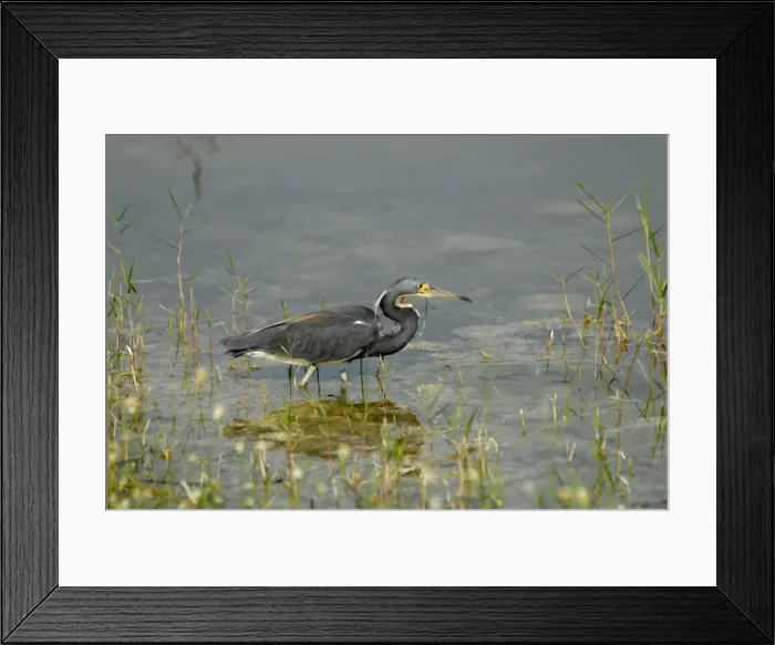 Framed Print : Tri-coloured Heron in breeding plumage. Common inhabitant of salt marshes and mangrove swamps of east and Gulf coasts of USA; rare along southern California coast; rare inland. Weston, Florida, USA