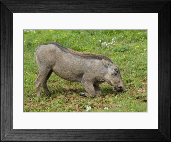 Framed Print : Warthog - grazing while kneeling. Diurnal, and only pig adapted for grazing and savanna habitats. Occurs in Northern and Southern Savanna areas of Africa. Addo Elephant National Park, Eastern Cape, South Africa Framed Print : Warthog - grazing while kneeling. Diurnal, and only pig adapted for grazing and savanna habitats. Occurs in Northern and Southern Savanna areas of Africa. Addo Elephant National Park, Eastern Cape, South Africa