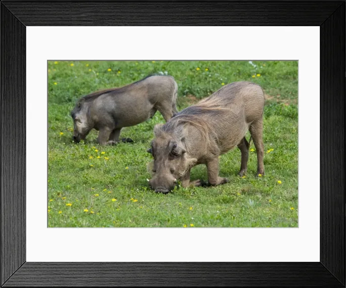Framed Print : Warthog - grazing while kneeling. Diurnal, and only pig adapted for grazing and savanna habitats. Occurs in Northern and Southern Savanna areas of Africa. Addo Elephant National Park, Eastern Cape, South Africa