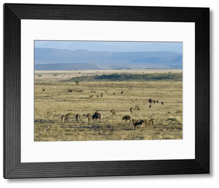 Framed Print : Black Wildebeest / White-tailed Gnu - herd in typical habitat. Inhabits low karroid scrub and open grassland. Endemic to South Africa. Mountain Zebra National Park, Eastern Cape, South Africa Framed Print : Black Wildebeest / White-tailed Gnu - herd in typical habitat. Inhabits low karroid scrub and open grassland. Endemic to South Africa. Mountain Zebra National Park, Eastern Cape, South Africa