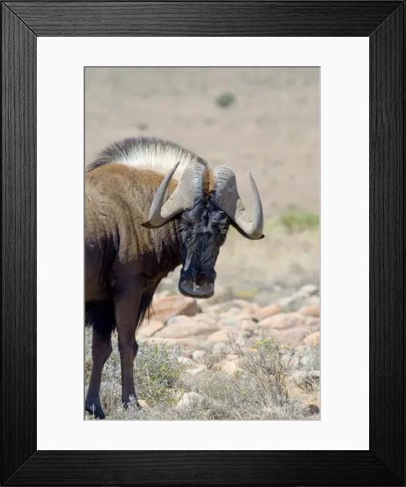 Framed Print : Black Wildebeest / White-tailed Gnu - close up showing face and horn structure. Inhabits low karroid scrub and open grassland. Endemic to South Africa. Mountain Zebra National Park, Eastern Cape, South Africa Framed Print : Black Wildebeest / White-tailed Gnu - close up showing face and horn structure. Inhabits low karroid scrub and open grassland. Endemic to South Africa. Mountain Zebra National Park, Eastern Cape, South Africa