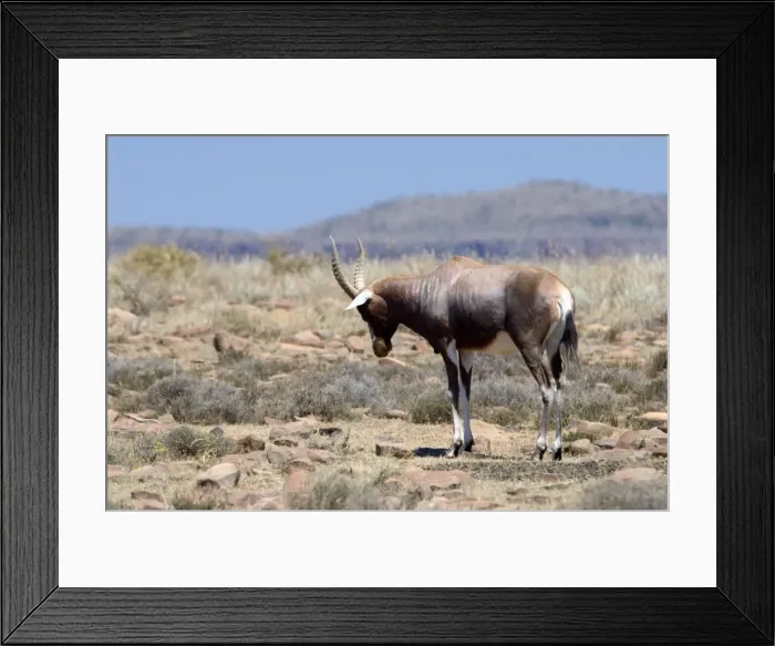 Framed Print : Male Blesbok in territorial display pose. Inhabits open grassland with water. Endemic to South Africa. Mountain Zebra National Park, Eastern Cape, South Africa Framed Print : Male Blesbok in territorial display pose. Inhabits open grassland with water. Endemic to South Africa. Mountain Zebra National Park, Eastern Cape, South Africa