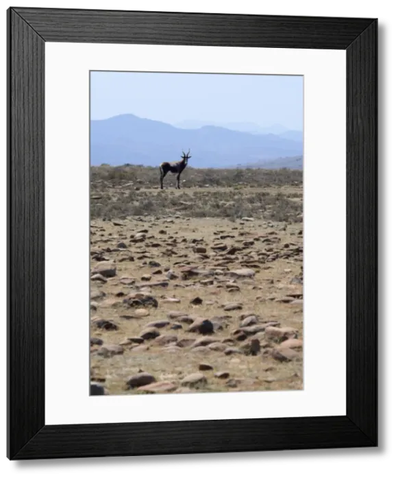 Framed Print : Blesbok in rocky grassland habitat. Inhabits open grassland with water. Endemic to South Africa. Mountain Zebra National Park, Eastern Cape, South Africa Framed Print : Blesbok in rocky grassland habitat. Inhabits open grassland with water. Endemic to South Africa. Mountain Zebra National Park, Eastern Cape, South Africa