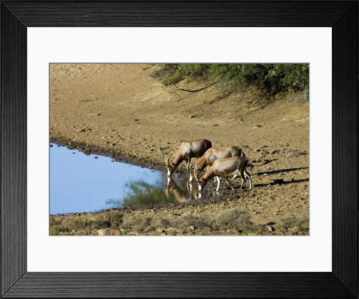 Framed Print : Blesbok drinking. Inhabits open grassland with water. Endemic to South Africa. Mountain Zebra National Park, Eastern Cape, South Africa Framed Print : Blesbok drinking. Inhabits open grassland with water. Endemic to South Africa. Mountain Zebra National Park, Eastern Cape, South Africa