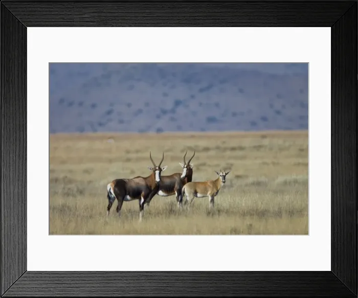 Framed Print : Blesbok with calf. Inhabits open grassland with water. Endemic to South Africa. Mountain Zebra National Park, Eastern Cape, South Africa Framed Print : Blesbok with calf. Inhabits open grassland with water. Endemic to South Africa. Mountain Zebra National Park, Eastern Cape, South Africa