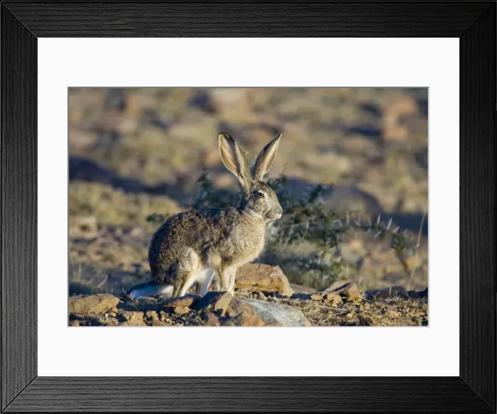 Framed Print : Cape Hare foraging in open area in early morning. Inhabits drier, open habitat. Widely distributed in western and central southern Africa. Mountain Zebra National Park, Eastern Cape, South Africa Framed Print : Cape Hare foraging in open area in early morning. Inhabits drier, open habitat. Widely distributed in western and central southern Africa. Mountain Zebra National Park, Eastern Cape, South Africa