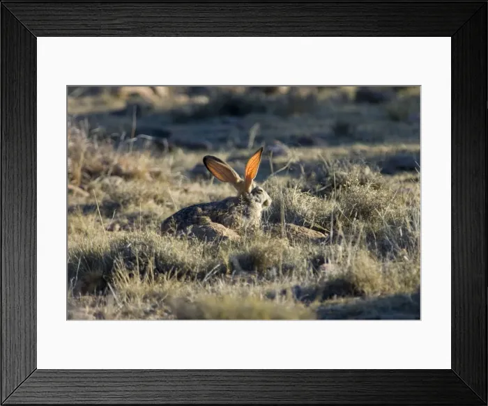 Framed Print : Cape Hare foraging in open area in early morning. Blood vessels (for thermoregulation) in ears highlighted by sun. Inhabits drier, open habitat. Widely distributed in western and central southern Africa Framed Print : Cape Hare foraging in open area in early morning. Blood vessels (for thermoregulation) in ears highlighted by sun. Inhabits drier, open habitat. Widely distributed in western and central southern Africa