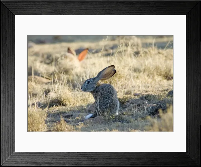Framed Print : Cape Hare foraging in open area in early morning. Inhabits drier, open habitat. Widely distributed in western and central southern Africa. Mountain Zebra National Park, Eastern Cape, South Africa Framed Print : Cape Hare foraging in open area in early morning. Inhabits drier, open habitat. Widely distributed in western and central southern Africa. Mountain Zebra National Park, Eastern Cape, South Africa