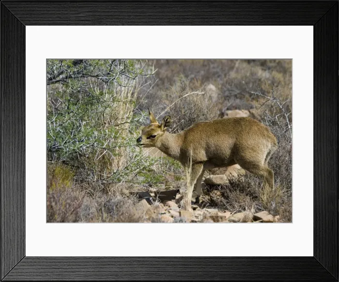 Framed Print : Klipspringer female browsing on bush. Preorbital scent gland visible. Confined to rocky habitats. Karoo National Park, Western Cape, South Africa Framed Print : Klipspringer female browsing on bush. Preorbital scent gland visible. Confined to rocky habitats. Karoo National Park, Western Cape, South Africa