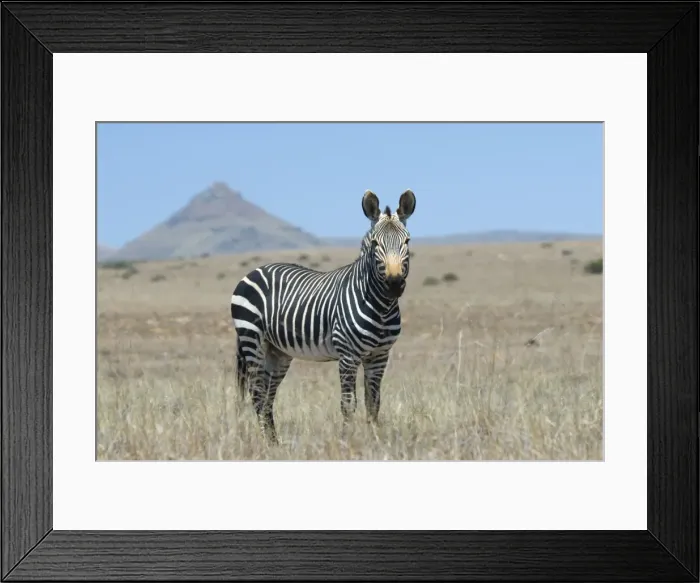 Framed Print : Cape Mountain Zebra stallion. Inhabits mountainous areas and adjacent flats. Confined to Western and Eastern Cape of South Africa. Mountain Zebra National Park, Eastern Cape, South Africa Framed Print : Cape Mountain Zebra stallion. Inhabits mountainous areas and adjacent flats. Confined to Western and Eastern Cape of South Africa. Mountain Zebra National Park, Eastern Cape, South Africa