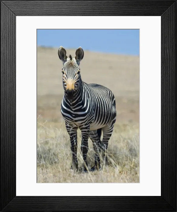 Framed Print : Cape Mountain Zebra stallion. Inhabits mountainous areas and adjacent flats. Confined to Western and Eastern Cape of South Africa. Mountain Zebra National Park, Eastern Cape, South Africa Framed Print : Cape Mountain Zebra stallion. Inhabits mountainous areas and adjacent flats. Confined to Western and Eastern Cape of South Africa. Mountain Zebra National Park, Eastern Cape, South Africa