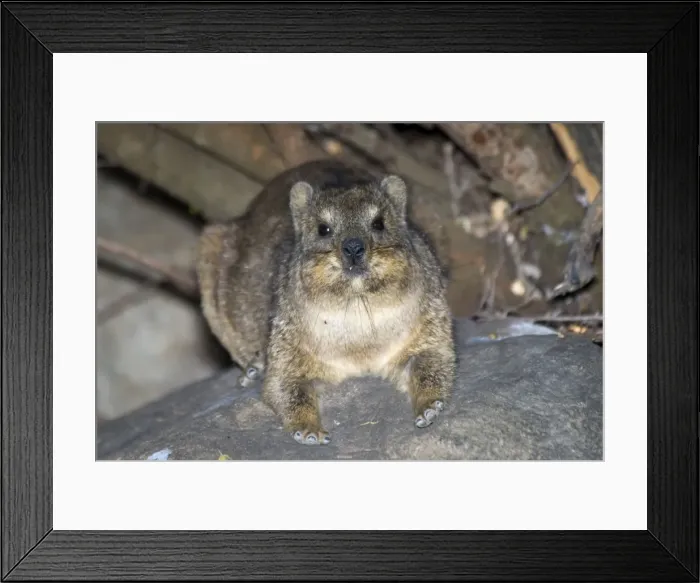 Framed Print : Rock Dassie resting on rock, showing foot structure. Mountain Zebra National Park, Eastern Cape, South Africa Framed Print : Rock Dassie resting on rock, showing foot structure. Mountain Zebra National Park, Eastern Cape, South Africa