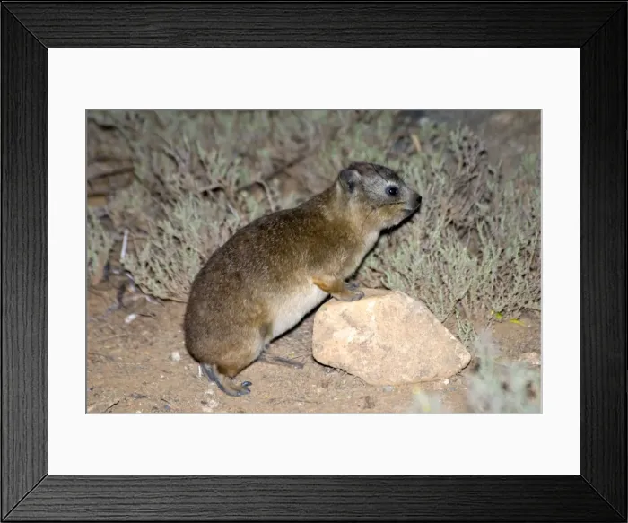 Framed Print : Rock Dassie standing with fore legs on stone. Mountain Zebra National Park, Eastern Cape, South Africa Framed Print : Rock Dassie standing with fore legs on stone. Mountain Zebra National Park, Eastern Cape, South Africa