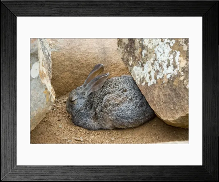 Framed Print : Smith's Red Rock Rabbit resting up amongst boulders during day. Inhabits rocky habitats. Endemic in south of southern Africa. Valley of Desolation, Camdeboo National Park, Eastern Cape, South Africa Framed Print : Smith's Red Rock Rabbit resting up amongst boulders during day. Inhabits rocky habitats. Endemic in south of southern Africa. Valley of Desolation, Camdeboo National Park, Eastern Cape, South Africa