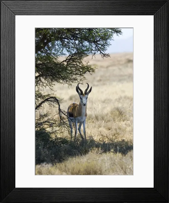 Framed Print : Springbok resting in shade at noon. Mountain Zebra National Park, Eastern Cape, South Africa Framed Print : Springbok resting in shade at noon. Mountain Zebra National Park, Eastern Cape, South Africa