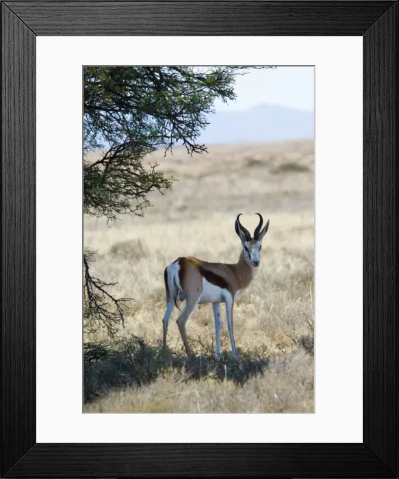 Framed Print : Springbok resting in shade at noon. Mountain Zebra National Park, Eastern Cape, South Africa Framed Print : Springbok resting in shade at noon. Mountain Zebra National Park, Eastern Cape, South Africa