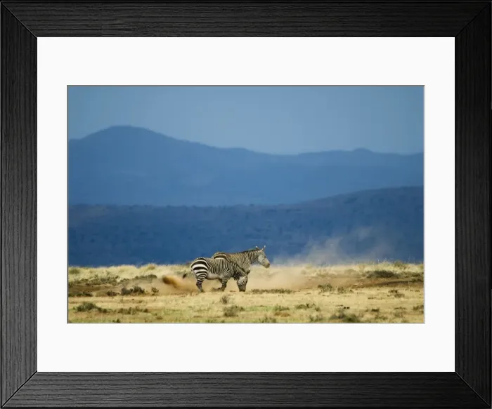 Framed Print : Cape Mountain Zebra - loosening soil for dust bath. Occurs in southern parts of Western and Eastern Cape of South Africa inhabiting barren, rocky uplands and subdesert plains. Mountain Zebra National Park, Eastern Cape, South Africa Framed Print : Cape Mountain Zebra - loosening soil for dust bath. Occurs in southern parts of Western and Eastern Cape of South Africa inhabiting barren, rocky uplands and subdesert plains. Mountain Zebra National Park, Eastern Cape, South Africa