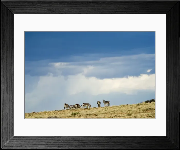 Framed Print : Cape Mountain Zebra against stormy sky. Occurs in southern parts of Western and Eastern Cape of South Africa inhabiting barren, rocky uplands and subdesert plains. Mountain Zebra National Park, Eastern Cape, South Africa Framed Print : Cape Mountain Zebra against stormy sky. Occurs in southern parts of Western and Eastern Cape of South Africa inhabiting barren, rocky uplands and subdesert plains. Mountain Zebra National Park, Eastern Cape, South Africa