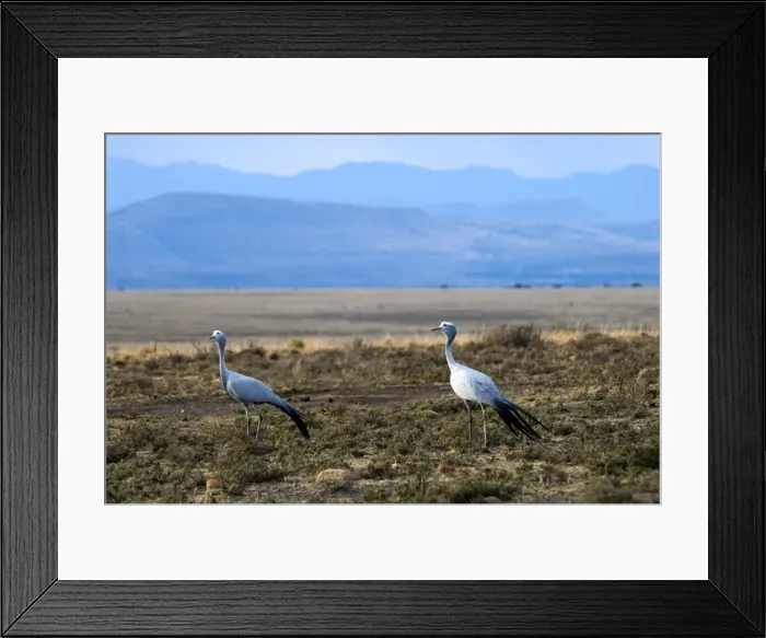Framed Print : Blue Crane. Mountain Zebra National Park, Eastern Cape, South Africa. May damage lucerne, maize and wheat crops. Endemic mainly in South Africa, also occurring in Namibia Framed Print : Blue Crane. Mountain Zebra National Park, Eastern Cape, South Africa. May damage lucerne, maize and wheat crops. Endemic mainly in South Africa, also occurring in Namibia