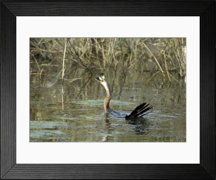 Framed Print : African Darter / Darter / Snakebird swallowing recently caught tilapia fish; body characteristically submerged. Andries Vosloo Kudu Reserve, nr. Grahamstown, Eastern Cape, South Africa Framed Print : African Darter / Darter / Snakebird swallowing recently caught tilapia fish; body characteristically submerged. Andries Vosloo Kudu Reserve, nr. Grahamstown, Eastern Cape, South Africa