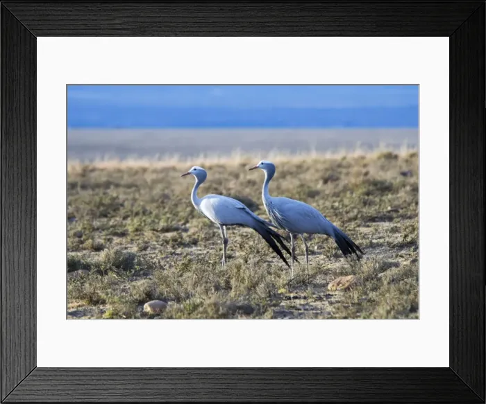 Framed Print : Blue Crane. Mountain Zebra National Park, Eastern Cape, South Africa Framed Print : Blue Crane. Mountain Zebra National Park, Eastern Cape, South Africa