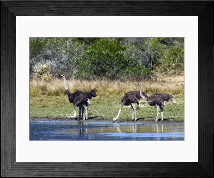 Framed Print : Ostriches drinking at pan. Andries Vosloo Kudu Reserve, nr Grahamstown, Eastern Cape, South Africa Framed Print : Ostriches drinking at pan. Andries Vosloo Kudu Reserve, nr Grahamstown, Eastern Cape, South Africa