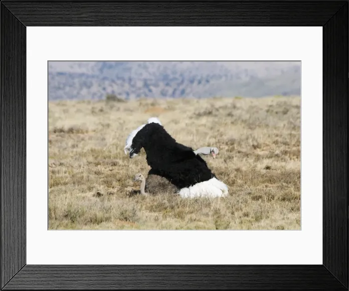 Framed Print : Common Ostrich - mating. Mountain Zebra National Park - Eastern Cape - South Africa Framed Print : Common Ostrich - mating. Mountain Zebra National Park - Eastern Cape - South Africa