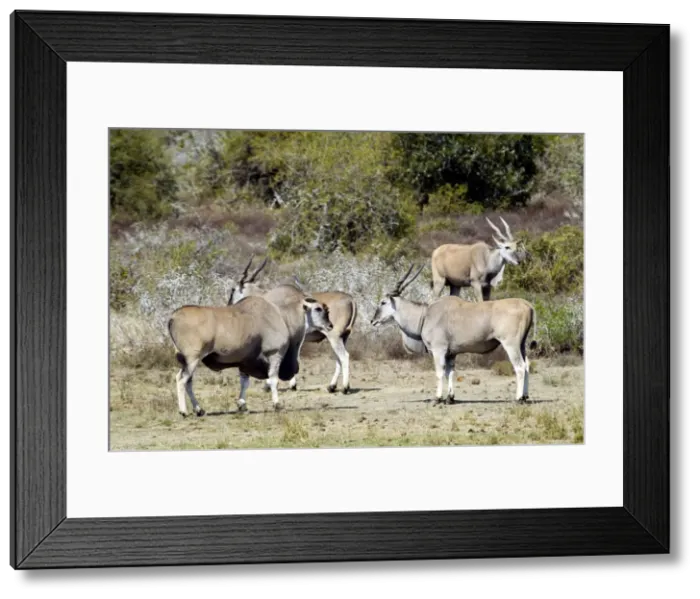 Framed Print : Eland - congregating by water. Andries Vosloo Kudu Reserve - nr Grahamstown - Eastern Cape - South Africa. (latin also Taurotragus oryx) Framed Print : Eland - congregating by water. Andries Vosloo Kudu Reserve - nr Grahamstown - Eastern Cape - South Africa. (latin also Taurotragus oryx)