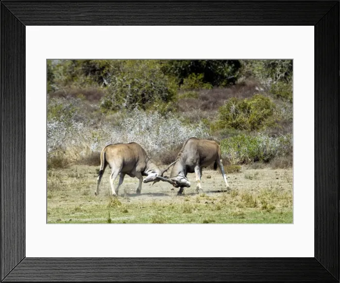 Framed Print : Eland - bulls fights - antlers entangled. Andries Vosloo Kudu Reserve - nr Grahamstown - Eastern Cape - South Africa. (latin also Taurotragus oryx) Framed Print : Eland - bulls fights - antlers entangled. Andries Vosloo Kudu Reserve - nr Grahamstown - Eastern Cape - South Africa. (latin also Taurotragus oryx)
