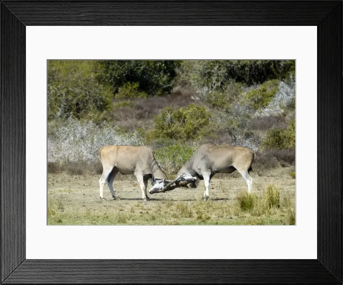 Framed Print : Eland - bulls fights - horn tangling. Andries Vosloo Kudu Reserve - nr Grahamstown - Eastern Cape - South Africa. (latin also Taurotragus oryx) Framed Print : Eland - bulls fights - horn tangling. Andries Vosloo Kudu Reserve - nr Grahamstown - Eastern Cape - South Africa. (latin also Taurotragus oryx)
