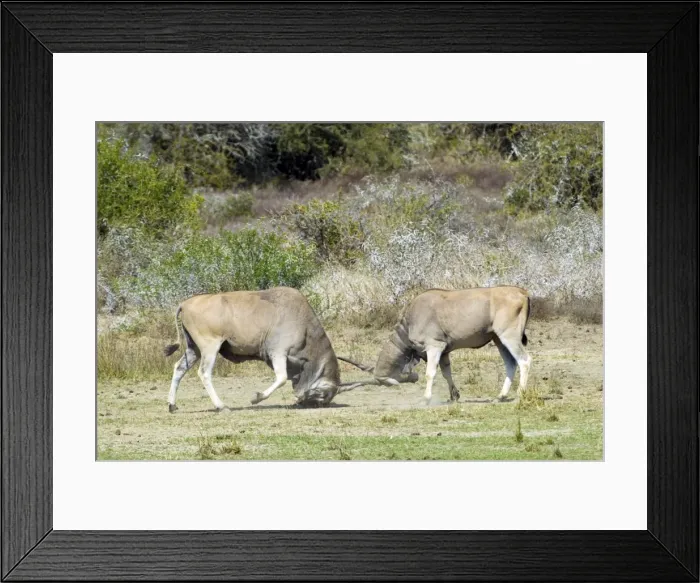 Framed Print : Eland - bulls fights - horn tangling. Andries Vosloo Kudu Reserve - nr Grahamstown - Eastern Cape - South Africa. (latin also Taurotragus oryx) Framed Print : Eland - bulls fights - horn tangling. Andries Vosloo Kudu Reserve - nr Grahamstown - Eastern Cape - South Africa. (latin also Taurotragus oryx)